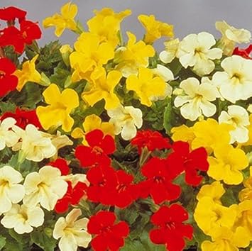 mimulus luteus flower seeds