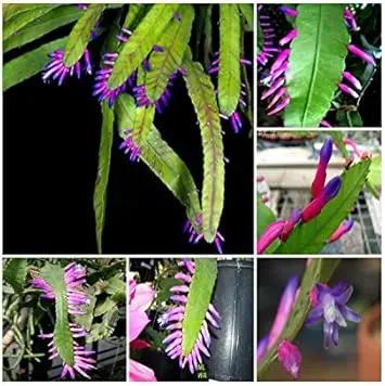 green wittia flower seeds