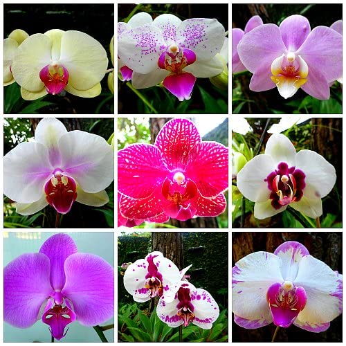 Mixed Phalaenopsis Orchid Flower Seeds for Planting – Heirloom, Non-GMO, High Germination Organic Orchid Seeds