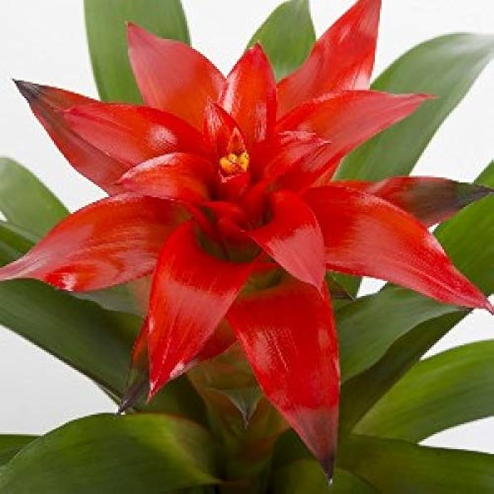 Red Bromeliad Plant Seeds for Planting – Heirloom, Non-GMO, High Germination Tropical Garden Seeds