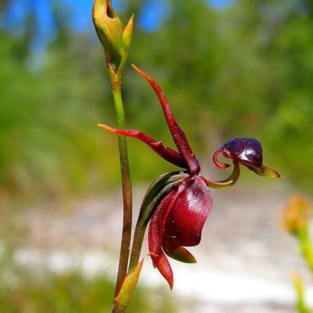 flying duck flower seeds