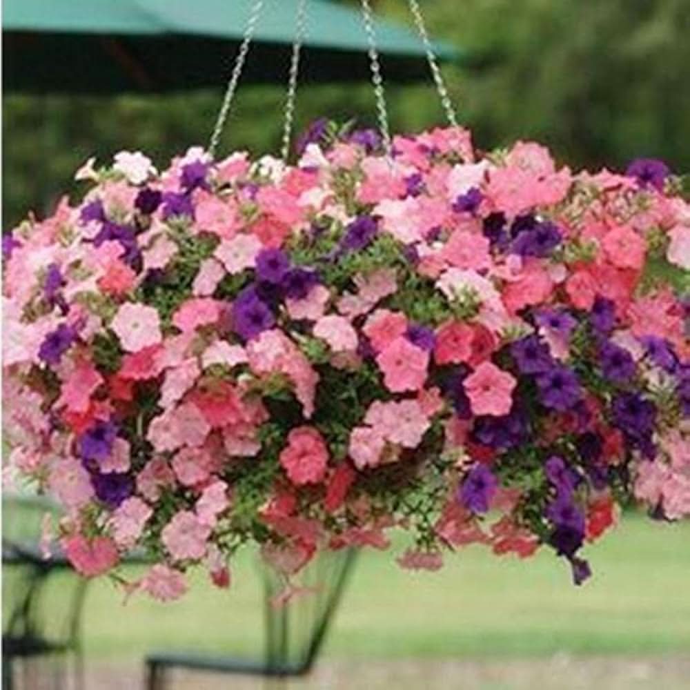 petunia petunia flower seeds