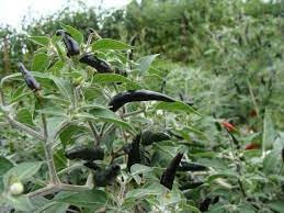 Cobra Pepper Seeds for Planting | Heirloom, Non-GMO, High Germination Organic Garden Seeds