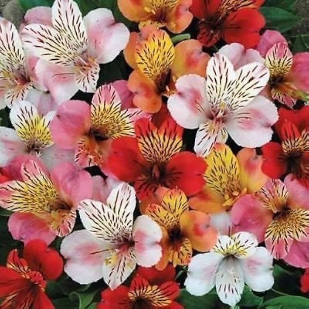 Mixed Di Giglio Flower Seeds for Planting - 100 pcs