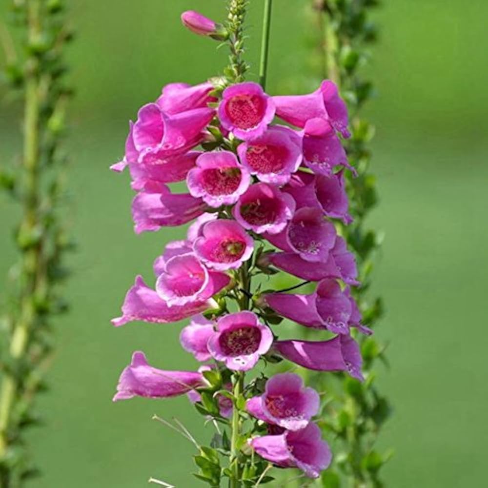 digitalis purpurea flower seeds