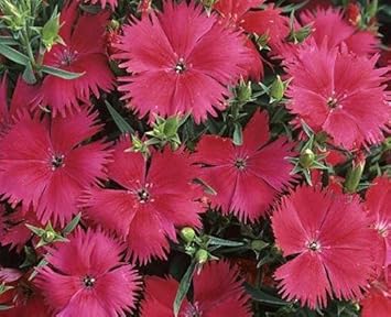 Flower Seeds, Seeds for Planting, Plant Seeds