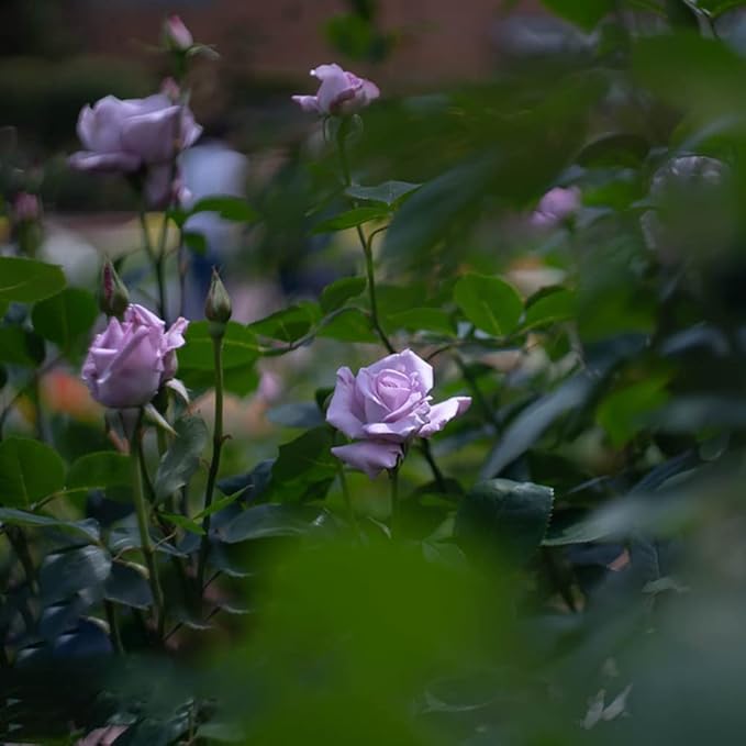 Violet Climbing Rose Flower Seeds – Heirloom Non-GMO Organic Garden Seeds | High Germination Seeds for Planting