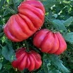 Thick Pink Tomato Seeds for Planting