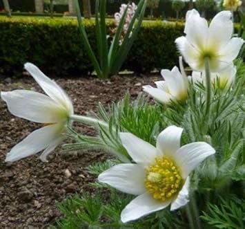 Flower Seeds, Seeds for Planting, Plant Seeds