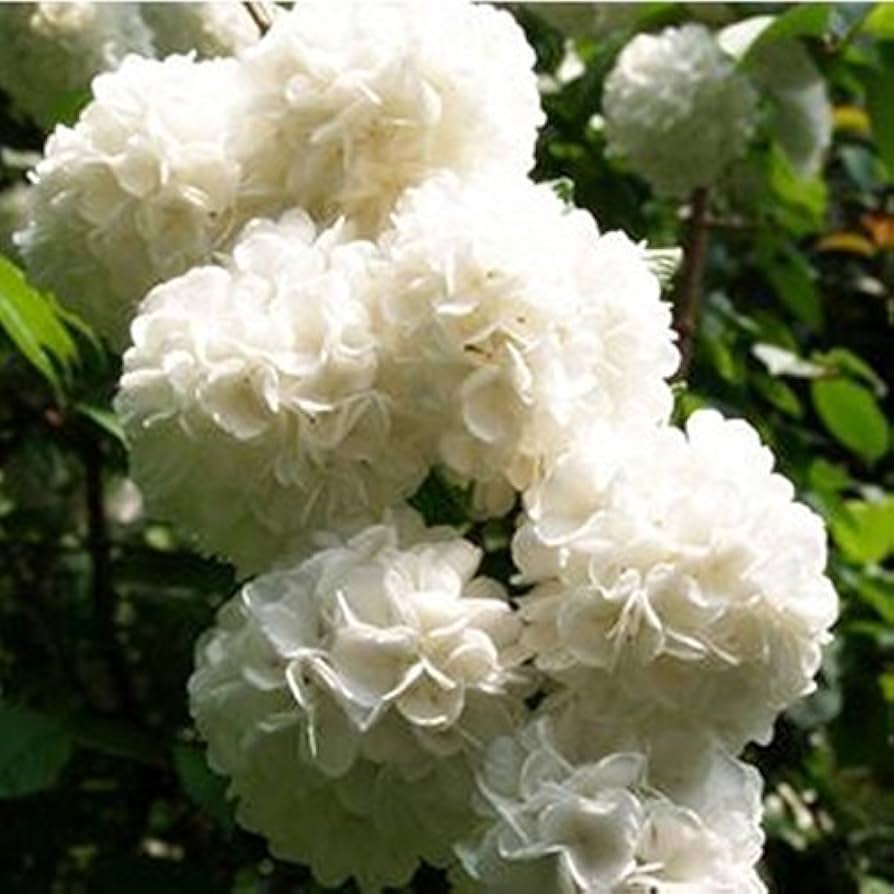 hydrangea hydrangea flower seeds