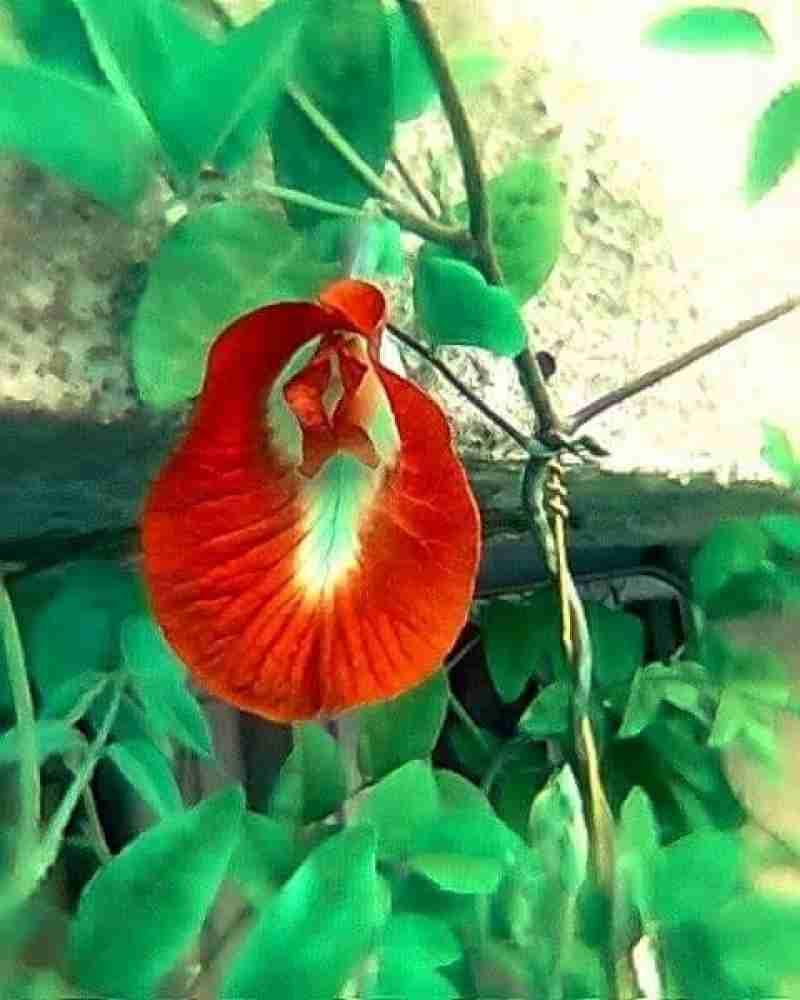 schmetterlingsiris iris flower seeds
