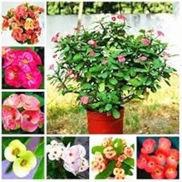 mixed euphorbia flower seeds
