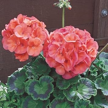 Flower Seeds, Seeds for Planting, Plant Seeds