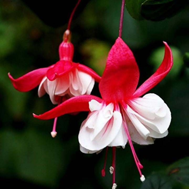 Red White Fuchsia Seeds for Planting - 100 pcs