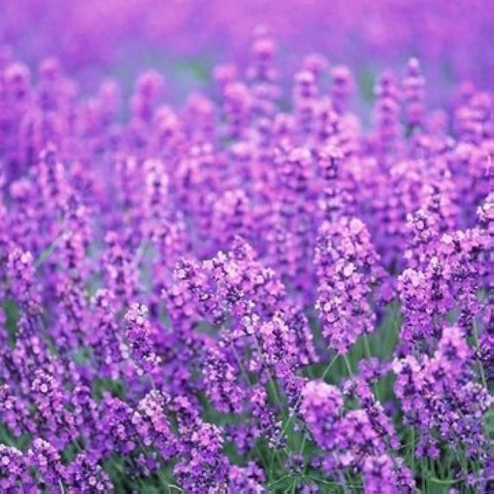 Heirloom Non-GMO Provence Lavender Flower Seeds for Planting – Pink Blooms, High Germination Organic Garden Seeds