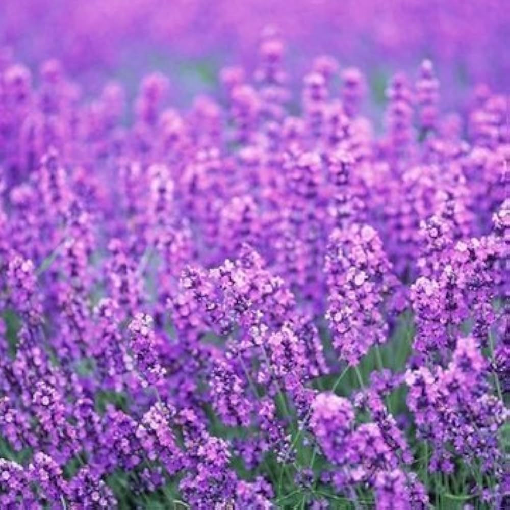 lavender pink flower seeds