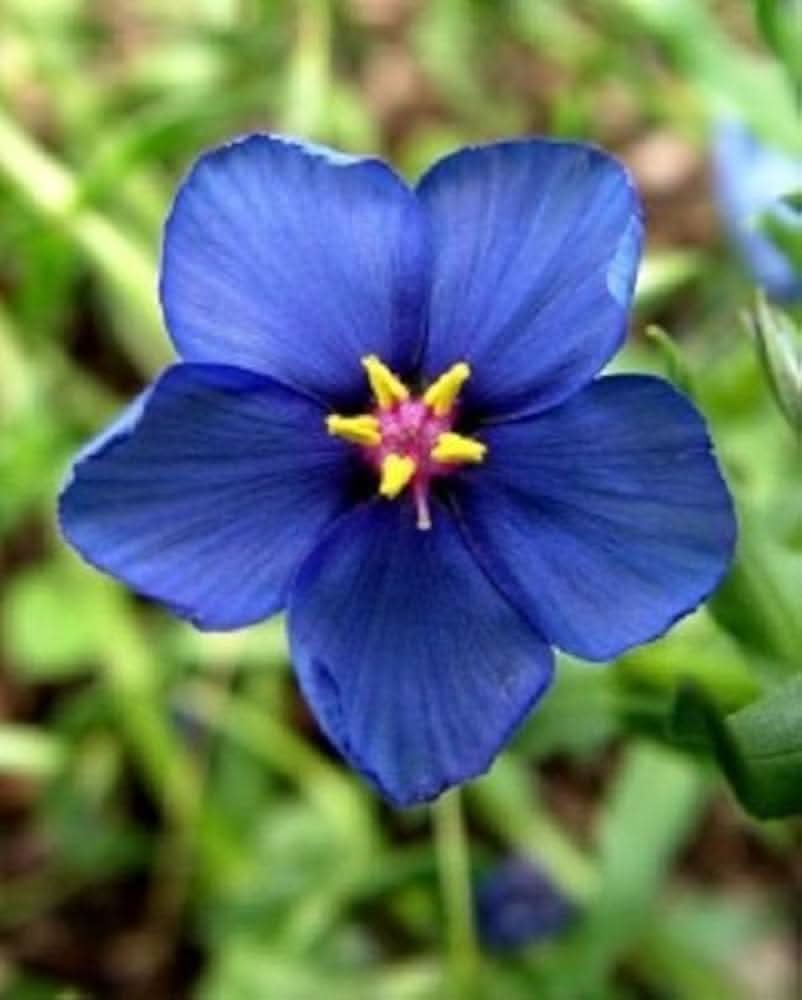 blue pimpernel flower seeds