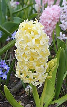 Flower Seeds, Seeds for Planting, Plant Seeds