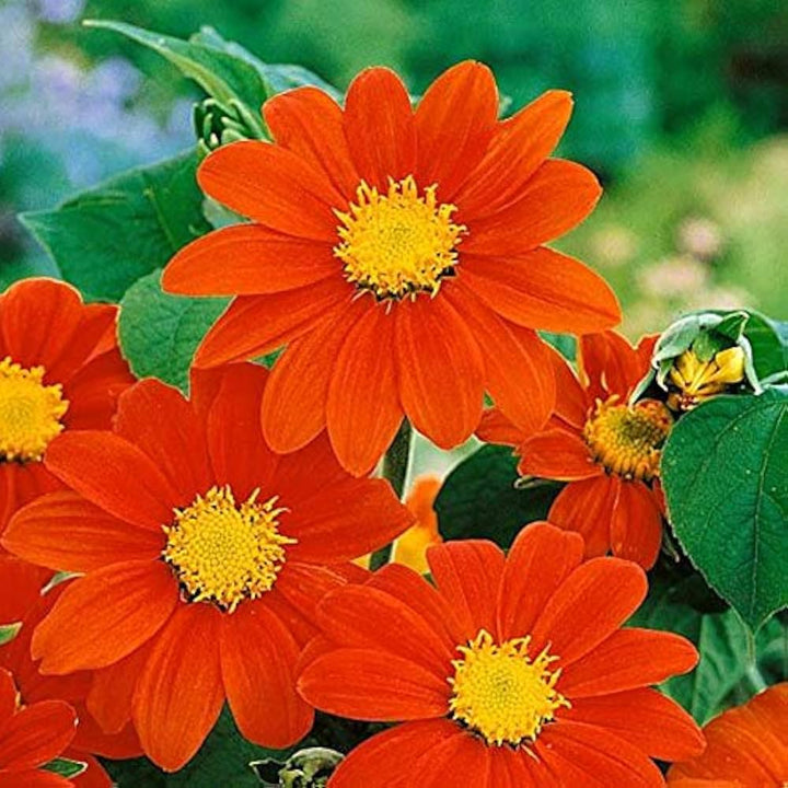 Orange Tithonia Flower Seeds for Planting - 100 pcs