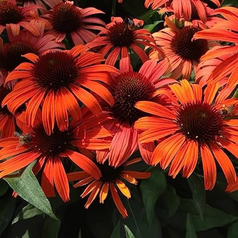 red coneflower flower seeds
