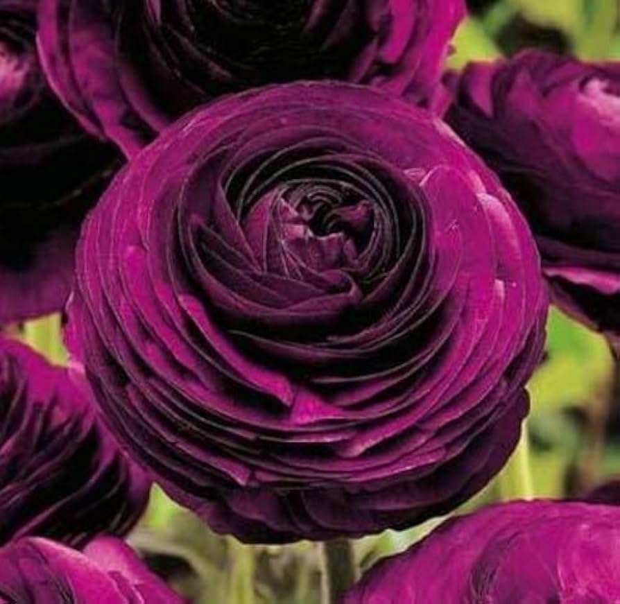 ranunculus ranunculus flower seeds