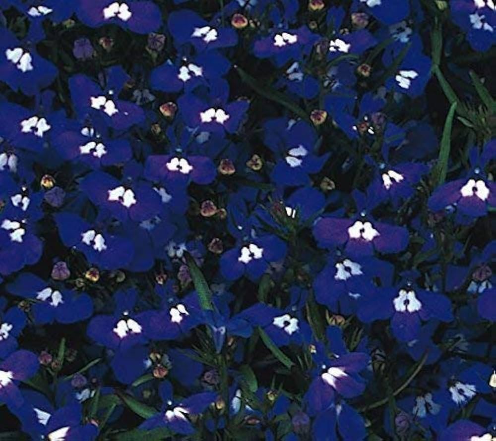 lobelia lobelia flower seeds