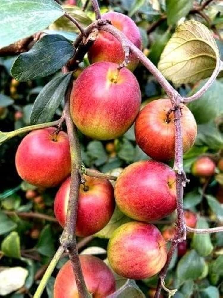 Red-Green Apple Fruit Seeds for Planting - Variety for Organic Home Orchards