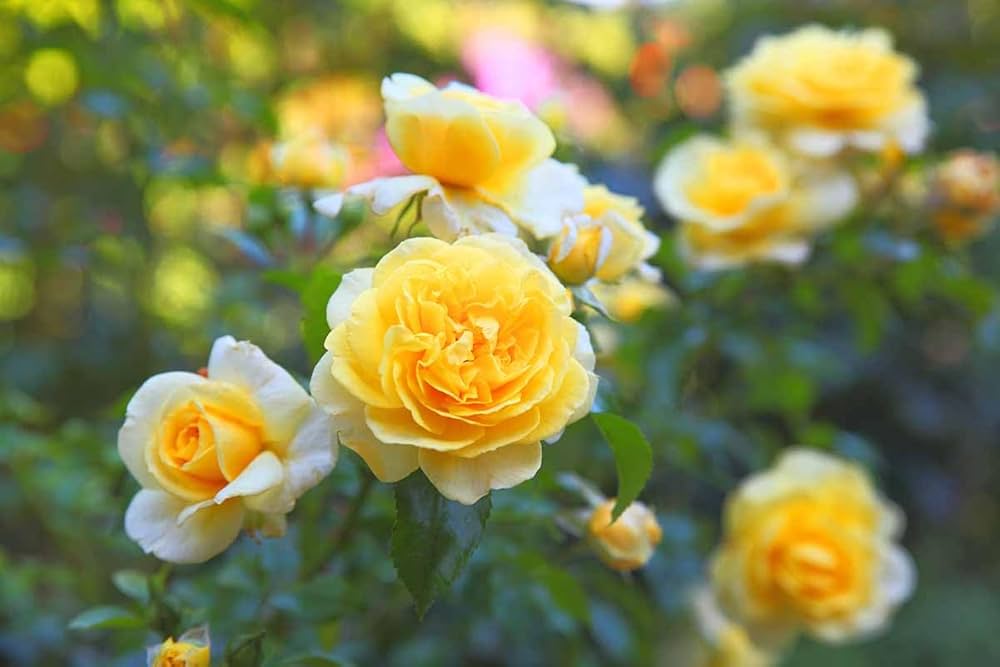 Yellow Climbing Rose Flower Seeds for Planting - 100 pcs