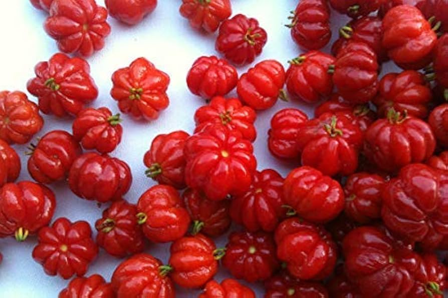 Portal Cool Pitanga Fruit Seeds Suriname Brazilian Cherry  - Tropical and Tart Pitanga Fruit for Your Garden