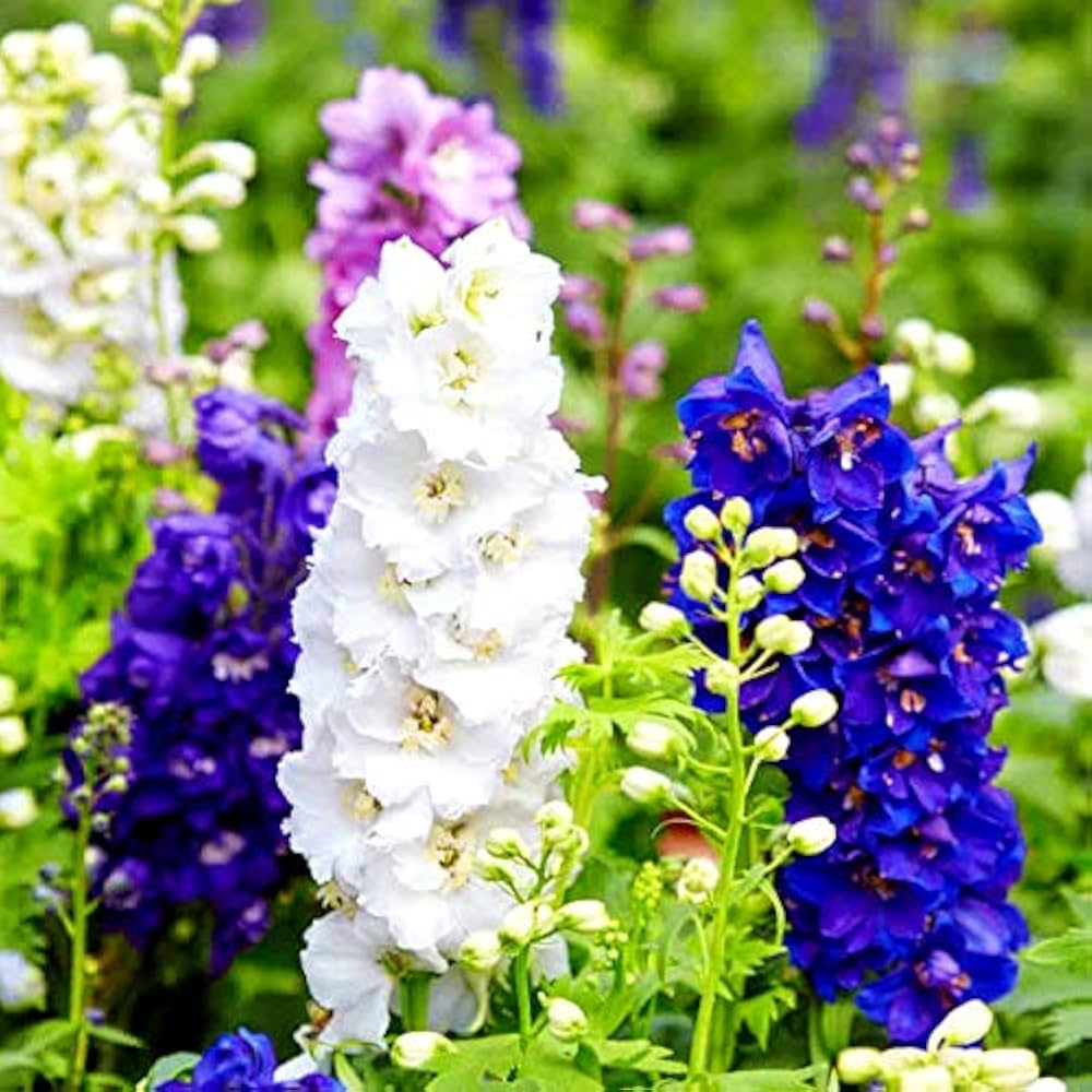 delphinium for flower seeds