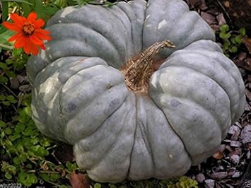 Gray Triamble Pumpkin Seeds for Planting