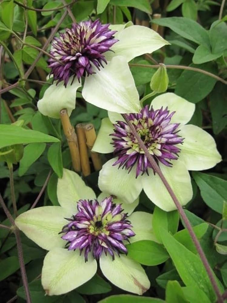 mixed clematis flower seeds