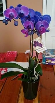 Flower Seeds, Seeds for Planting, Plant Seeds