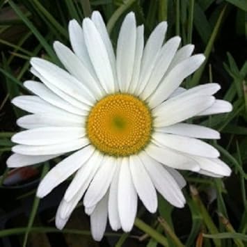 white leucanthemum flower seeds