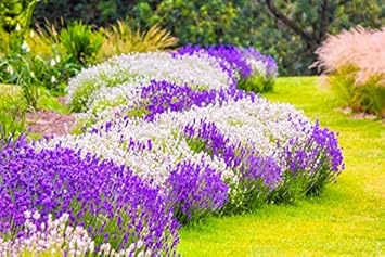 Multi-Colour Provence Lavender Seeds for Planting