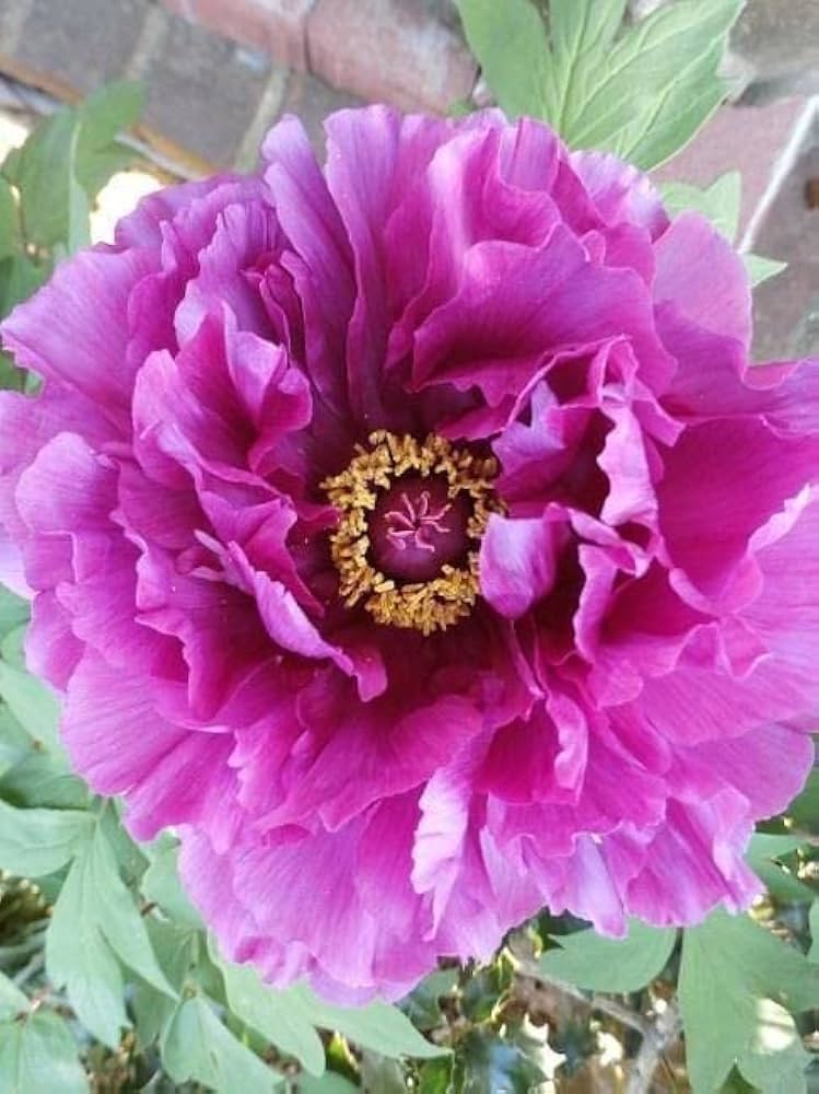 Purple Peony Paeonia Suffruticosa For Planting In Flower Bed Or Courtyard Garden Flower Seeds for