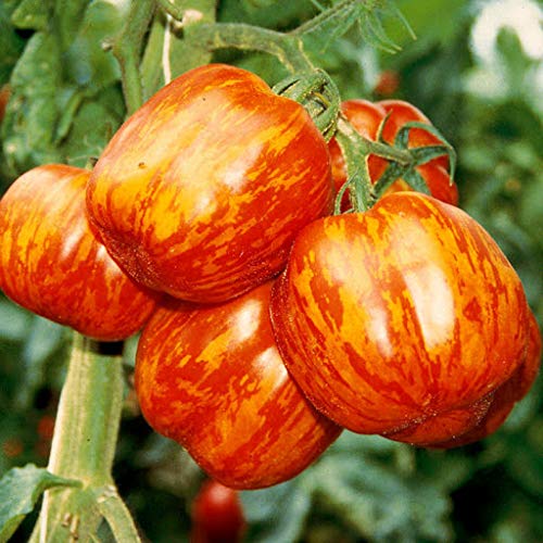 Red Yellow Tomato Vegetable Seeds for Planting heirloom & Non-GMO Seeds