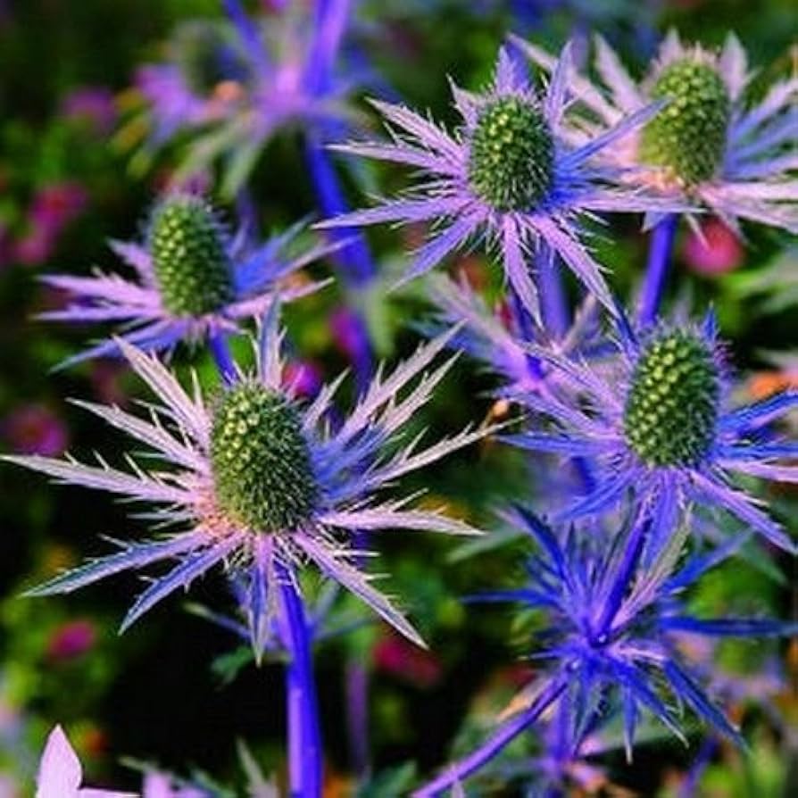 sea holly flower seeds