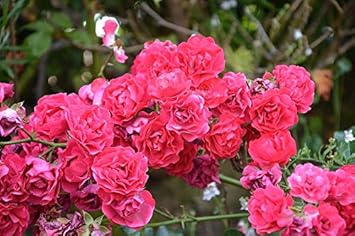 Flower Seeds, Seeds for Planting, Plant Seeds