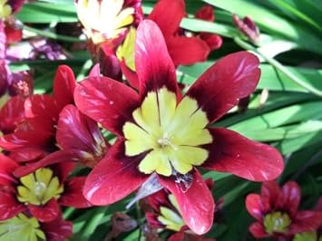 pink thick flower seeds