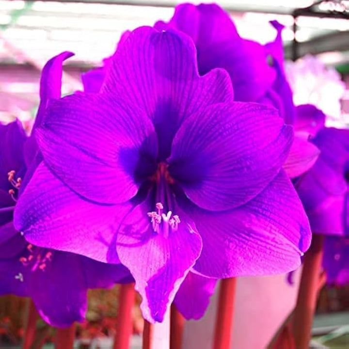 Purple Amaryllis Flower Seeds for Planting – Heirloom, Non-GMO, High Germination Bulbous Garden Seeds