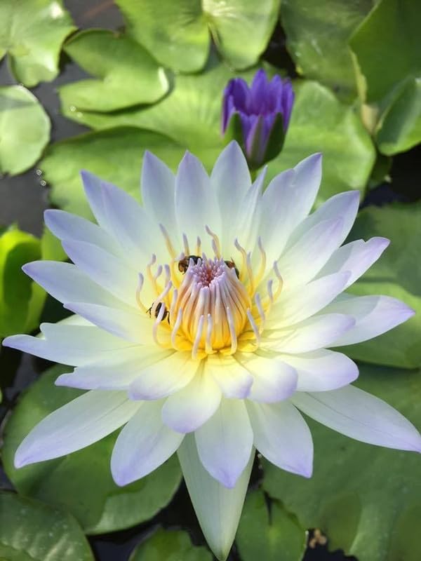 Blue lotus seed, lotus seeds