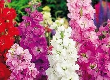 mixed matthiola flower seeds