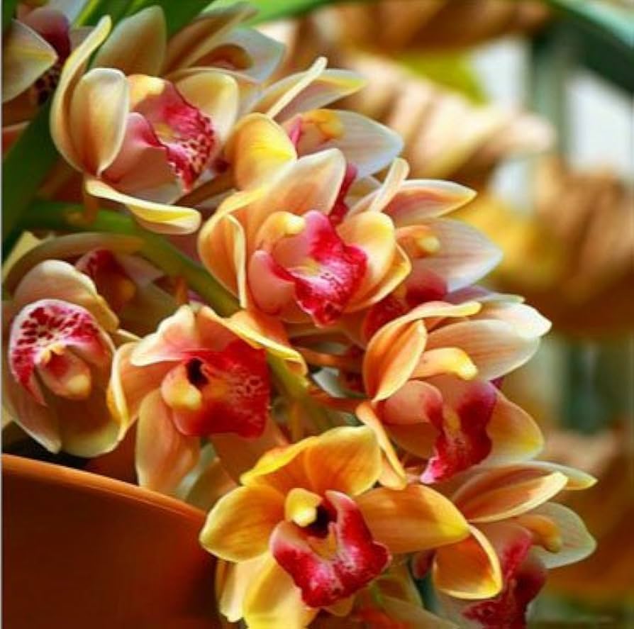 Orange Cymbidium Orchid Flower Seeds for Planting - 100 pcs