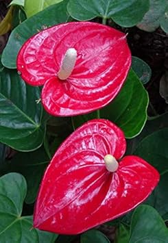 Flower Seeds, Seeds for Planting, Plant Seeds