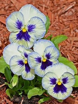 Flower Seeds, Seeds for Planting, Plant Seeds