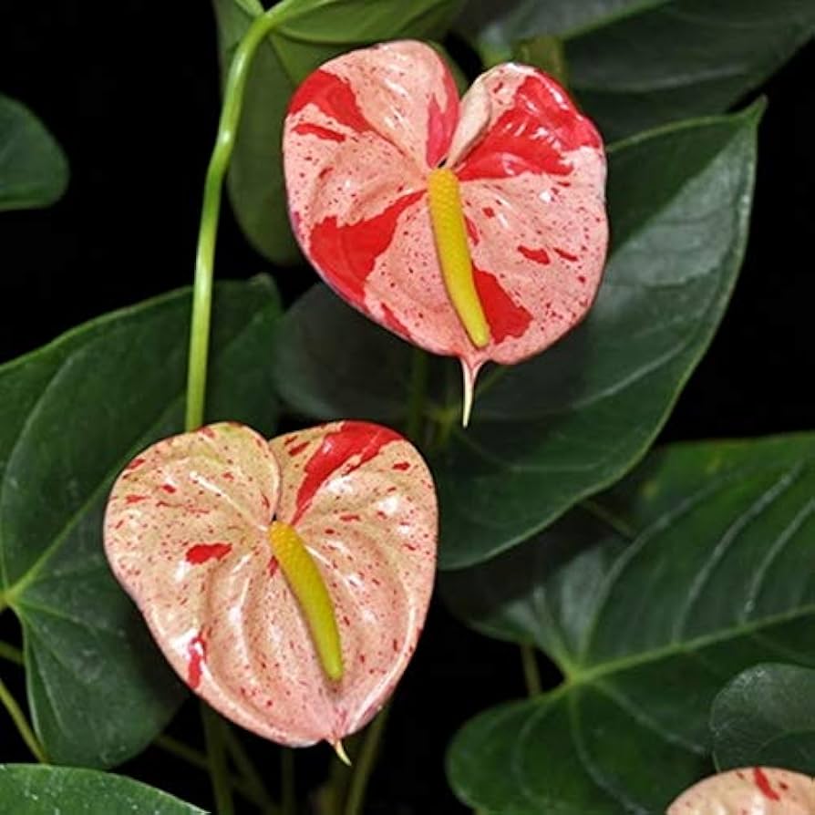 Anthurium Hvid Røde Blomsterfrø til Plantning 100 stk