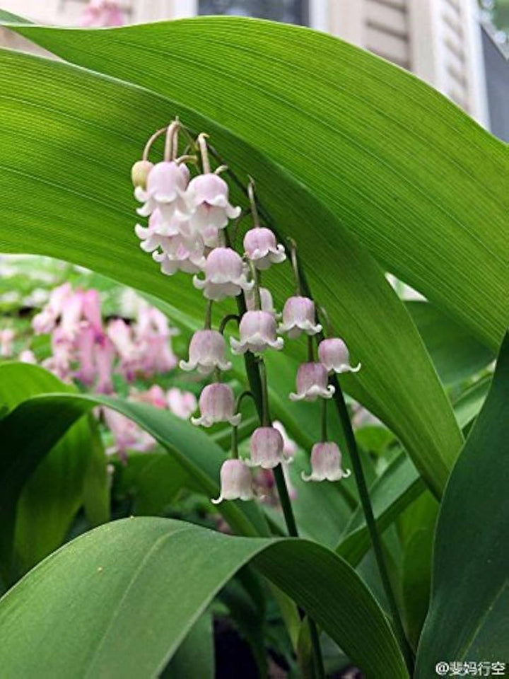 Hvid lilla klokke orkidé blomsterfrø til plantning - 100 stk