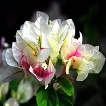 mixed bougainvillea flower seeds