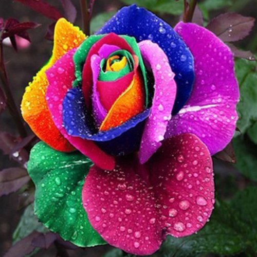 Red Multi-Colour Rose Flower Seeds for Planting 100 pcs